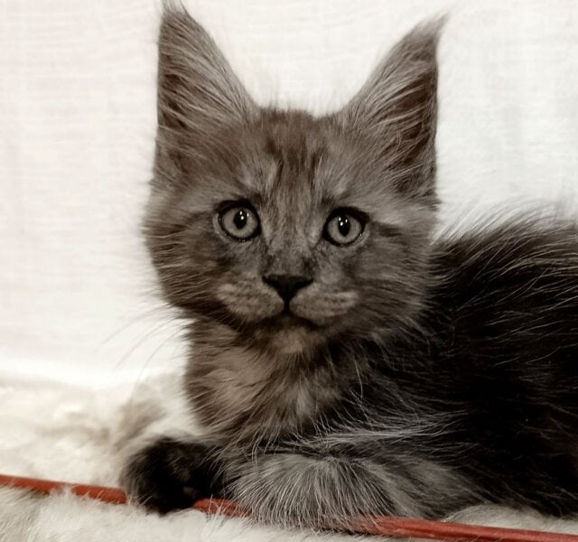 Francis Maine Coon Black Silver Male $2950