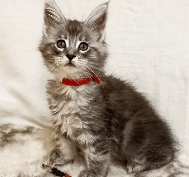 Freya Maine Coon Black Silver Female $2800