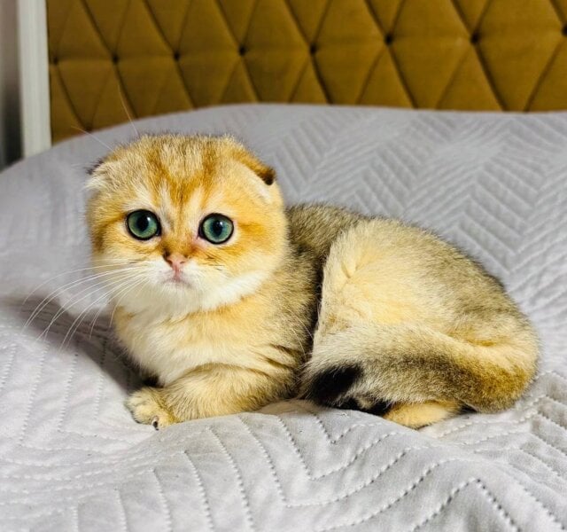 Koko Scottish Fold Black Golden Female $2700