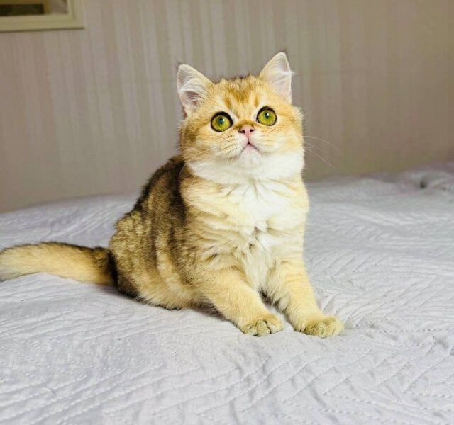 Karl British Shorthair Black Golden Male $2650