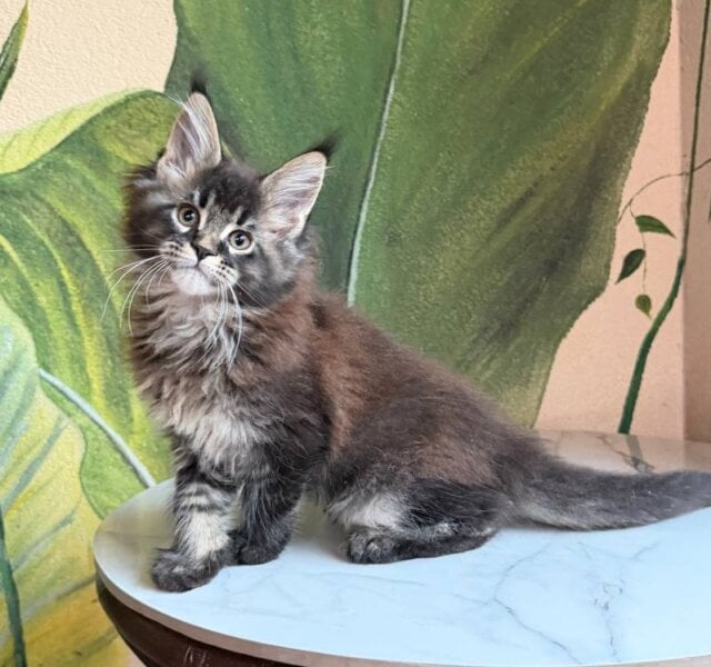Cleo Maine Coon Black Tabby Male $3100