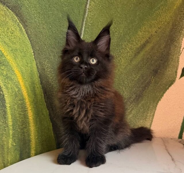 Caesar Maine Coon Black Male $3100