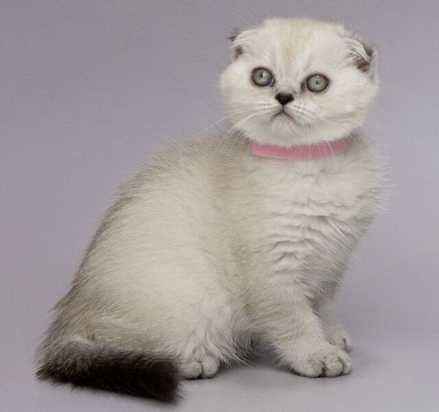Kristal Scottish Fold Black Silver Female $2950