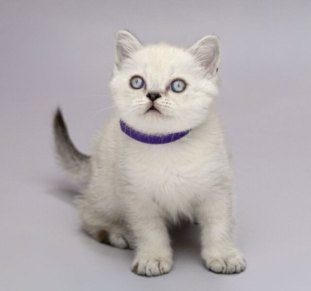 Kevin Scottish Straight Black Silver Male $2950