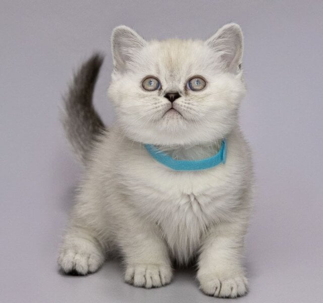 Kenneth Scottish Straight Black Silver Male $2950