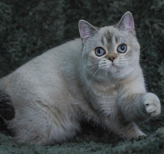 Richy Scottish Straight Black Lynx Male $2600