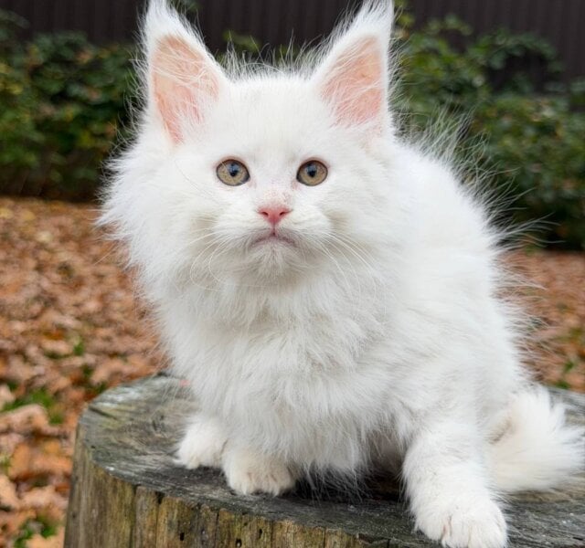 Marishka Maine Coon White Female $2900