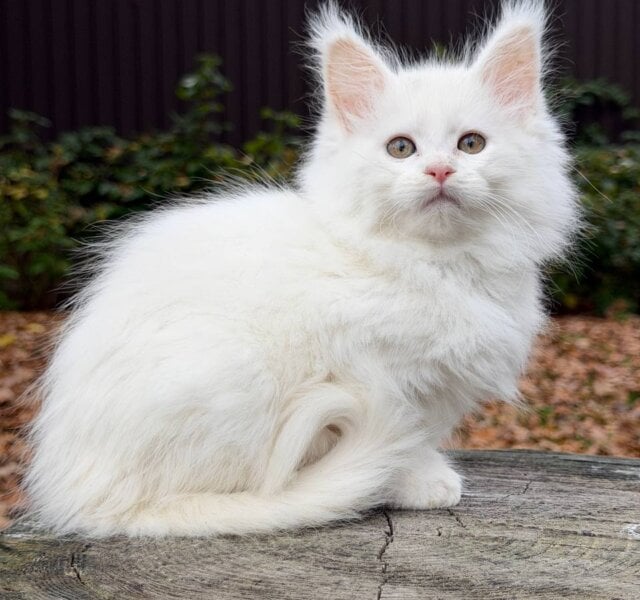 Marishka Maine Coon White Female $2900