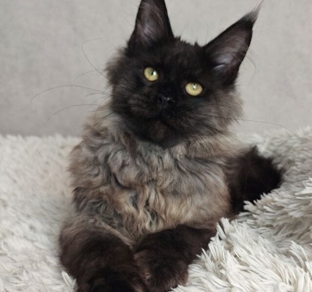 Ghost Maine Coon Black Silver Male $2900