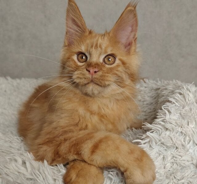 Fox Maine Coon Red Male $2900