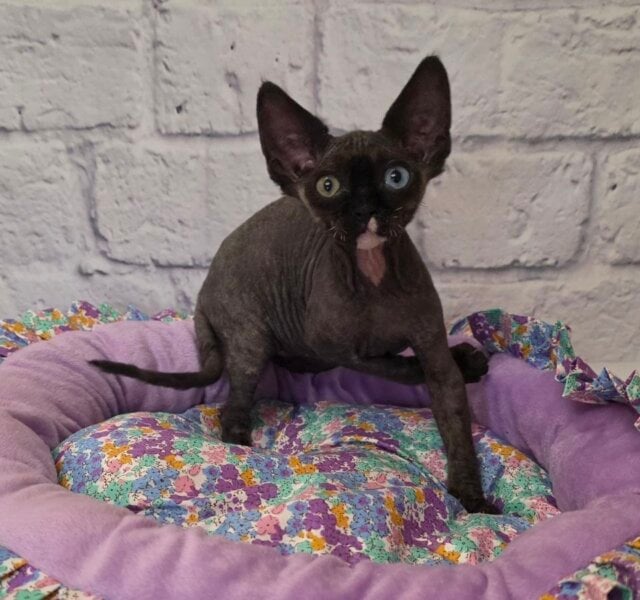 Sofia Devon Rex Black with White Female $4100