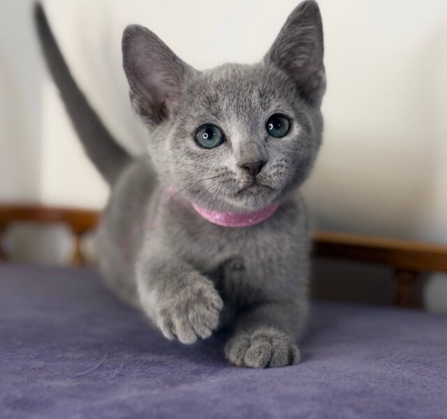 Nargiz Russian Blue Female $3100