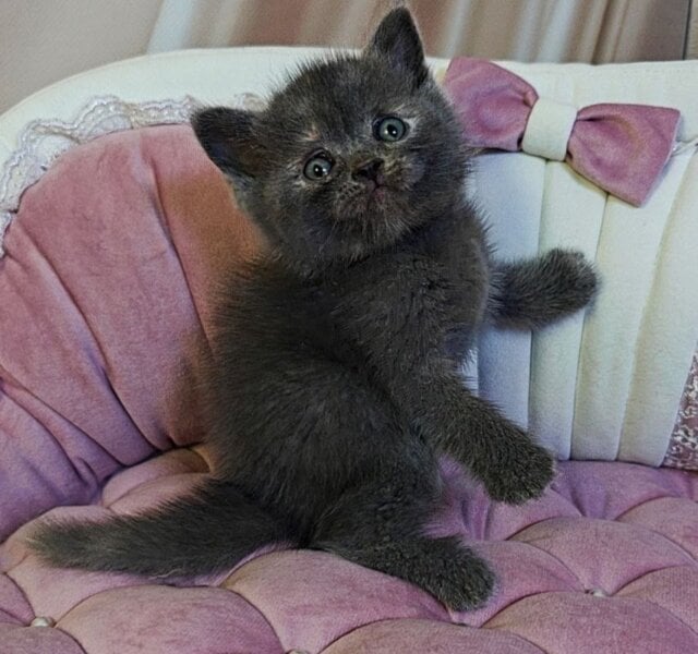 Bonita Scottish Straight Blue Tortie Female $2900