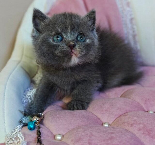 Betty Scottish Straight Blue Tortie Female $2900