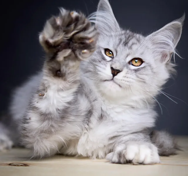 Porche Maine Coon POLY Black Silver Male $3950