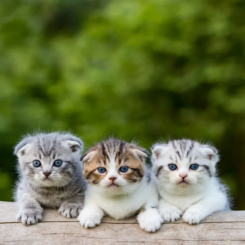 Kitten first week guide 008