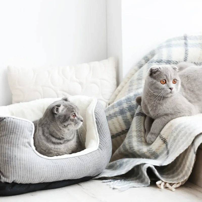 Kitten first week guide 009