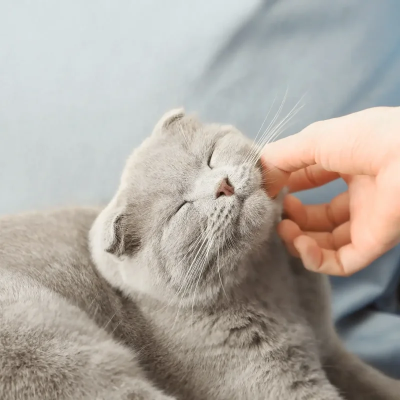 Kitten first week guide 010