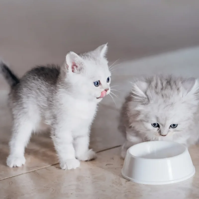 Kitten first week guide 03