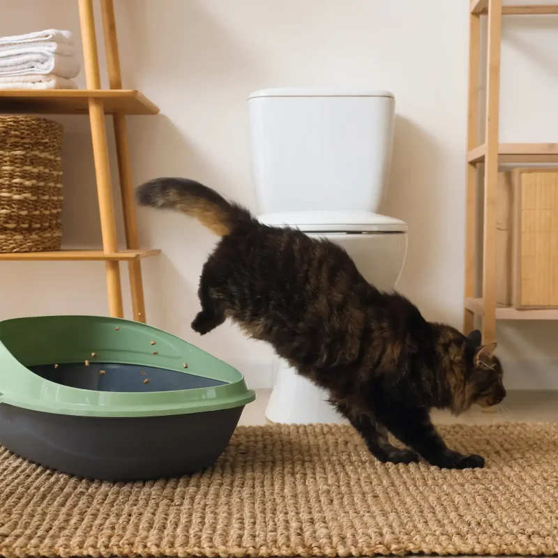 Kitten first week guide 04